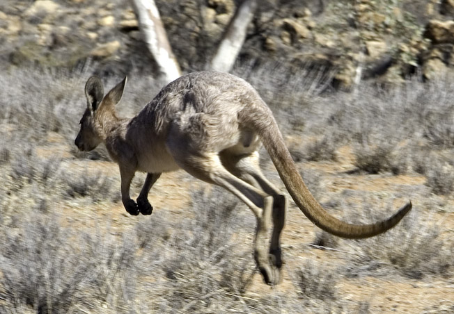 kanga